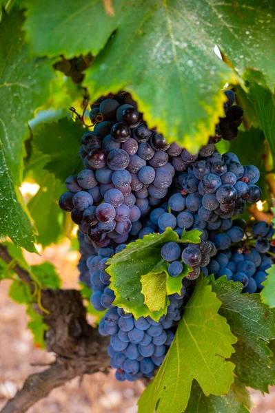 Rijp Zwarte Blauwe Grenache Wijn Druiven Met Behulp Van Voor — Stockfoto