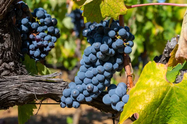 Спелые Черные Голубые Виноград Сира Используемые Изготовления Розового Красного Вина — стоковое фото