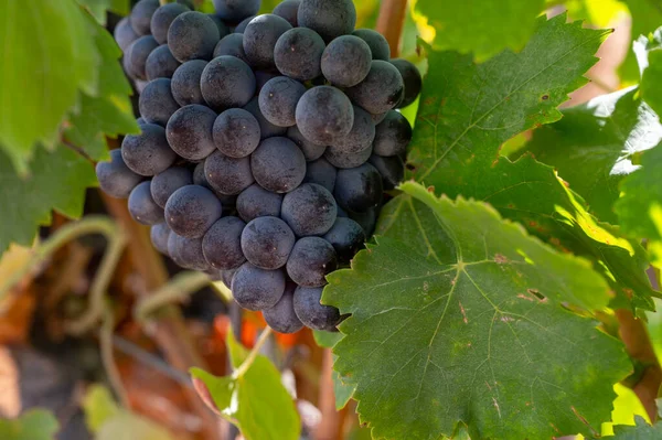 Rijp Zwarte Blauwe Wijndruiven Met Behulp Van Het Maken Van — Stockfoto