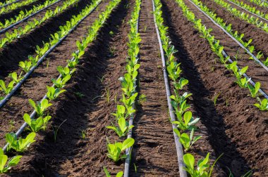 Sıcak iklimde marul yeşil salata tarlaları üzerinde boruları olan sulama sistemi, Lazio, İtalya