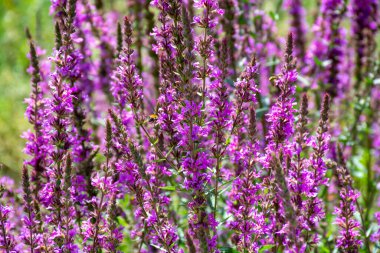 İlaç bitkilerinin botanik koleksiyonu, yaz aylarında litrum salsiyatik veya gevşek bitki çiçekleri.