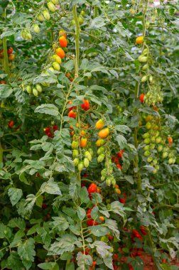 Lazio, İtalya 'da plastik seralarda organik kiraz domatesleri yetiştiriliyor.