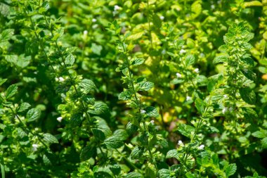 Mutfak ve şifalı bitkilerin botanik koleksiyonu, yeşil limon merhemi veya Melissa Officialis