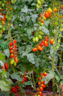 Lazio, İtalya 'da plastik seralarda organik kiraz domatesleri yetiştiriliyor.