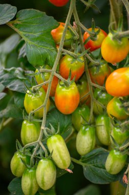 Lazio, İtalya 'da plastik seralarda organik kiraz domatesleri yetiştiriliyor.