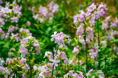 Botanical collection of useful plants, blossom of saponaria officialis or soapwort in summer clipart