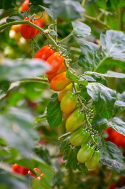 Lazio, İtalya 'da plastik seralarda organik kiraz domatesleri yetiştiriliyor.