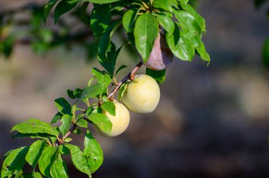 İtalya 'da meyve bahçesinde erik meyveleri olgunlaşır.