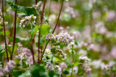 Yenilebilir bitki ve bitkilerin botanik koleksiyonu, karabuğday, fagopyrum esculentum, ya da yaygın karabuğday bitkileri