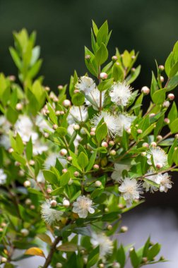 Şifalı bitki ve bitkilerin botanik koleksiyonu, Myrtus komüninin beyaz çiçekleri veya aromaterapi ve tıpta kullanılan gerçek mersin bitkileri.