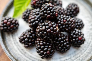 Olgun sağlıklı antioksidan siyah frenk üzümü ya da böğürtlen böğürtlenleri.
