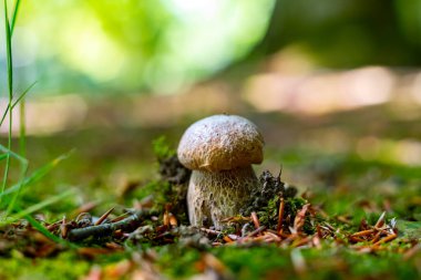 Lezzetli mantarların kralı, boletus edulis porcini cepe ormanda büyüyor.