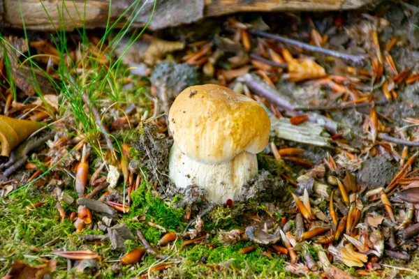 Rey Sabrosas Setas Comestibles Boletus Edulis Porcini Cepe Creciendo Bosque —  Fotos de Stock