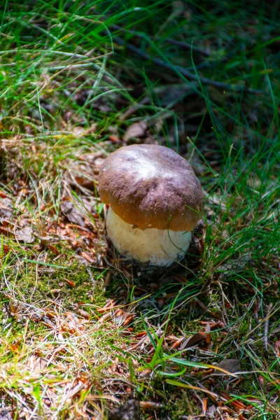 Rey Sabrosas Setas Comestibles Boletus Edulis Porcini Cepe Creciendo Bosque —  Fotos de Stock