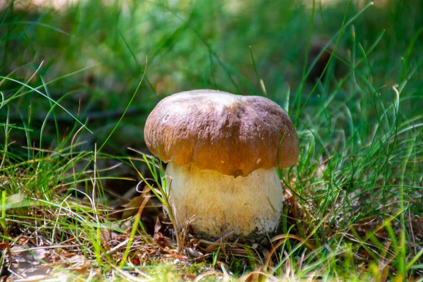Rei Cogumelos Comestíveis Saborosos Cepe Boletus Edulis Porcini Crescendo Floresta — Fotografia de Stock