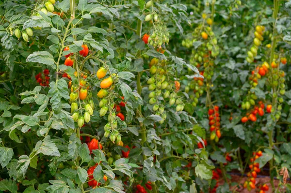 Cultivo Plantas Tomates Cherry Orgánicos Invernaderos Plástico Lazio Italia — Foto de Stock