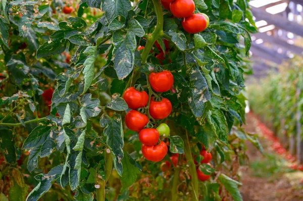 Cultivo Tomates Ecológicos Rojos Maduros Frescos Invernaderos Plástico Lazio Italia — Foto de Stock