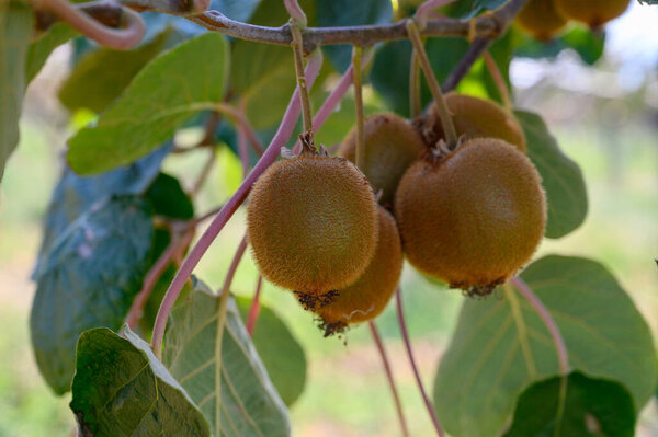 Новый урожай золотого или зеленого киви, волосатые фрукты висят на киви в саду в Италии