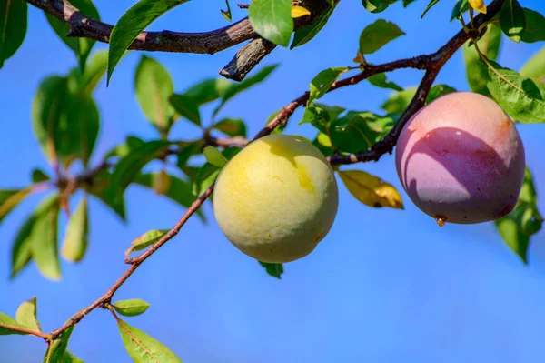 Ovoce Švestek Zrající Stromě Sadech Itálii — Stock fotografie