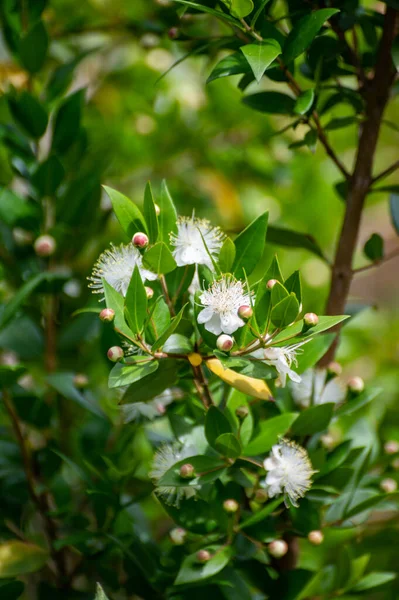 Botanical collection of medicinal plants and herbs, white flowers of Myrtus communis or true myrtle plant used in aromatherapy and medicine