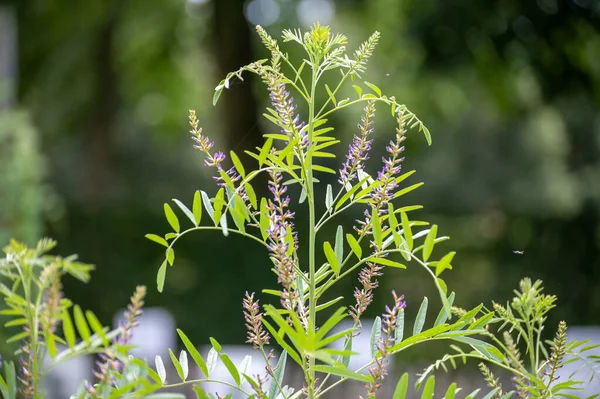 Botanical collection of medicinal and edible plants and herbs, Liquorice (or licorice, Glycyrrhiza glabra plant in summer