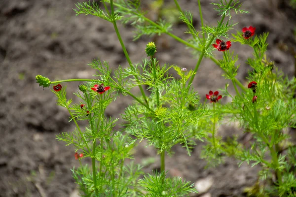 Collection Botanique Plantes Herbes Fleurs Rouges Adonis Vernalis Été — Photo