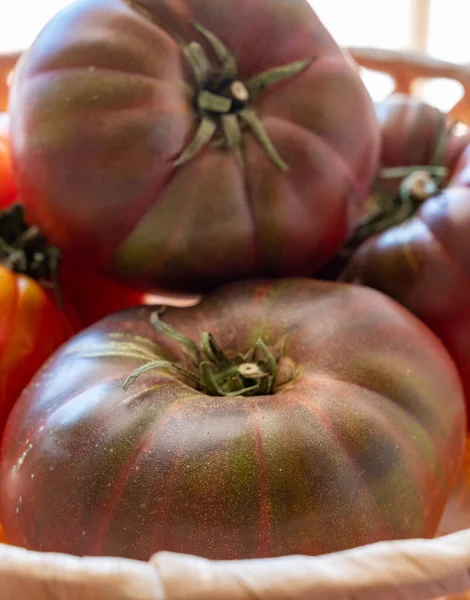 Nova Colheita Tomates Herança Rabanete Roxo Grandes Preto Crimeia Perto — Fotografia de Stock