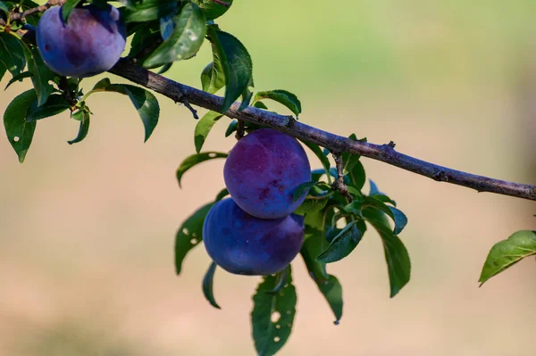 Ovoce Švestek Zrající Stromě Sadech Itálii — Stock fotografie