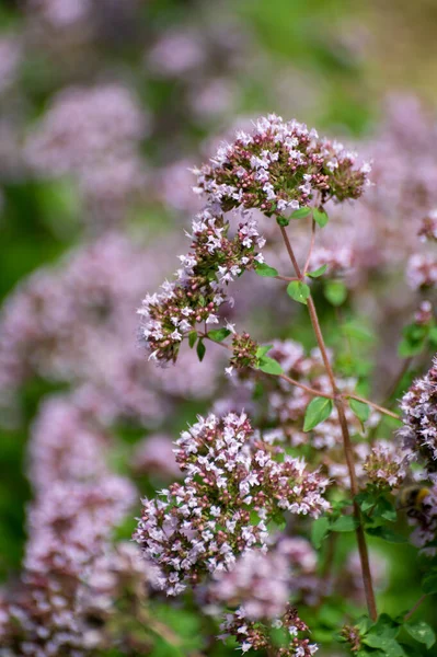 Colección Botánica Plantas Medicinales Comestibles Flor Orégano Aromático Origanum Vulgare — Foto de Stock