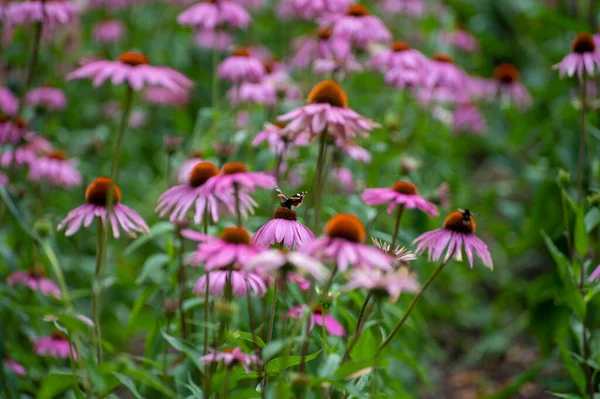 Blommig Bakgrund Stora Rosa Tusensköna Blommor Växer Trädgården Sommaren — Stockfoto