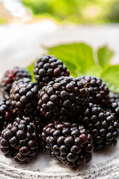 Ripe Healthy Antioxidant Black Currant Bramble Berries Close — Stock Photo, Image