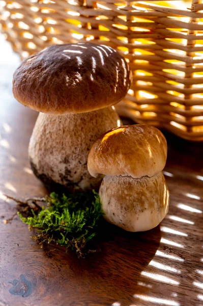 Rei Cogumelos Comestíveis Saborosos Boletus Edulis Porcini Cepe Pronto Para — Fotografia de Stock