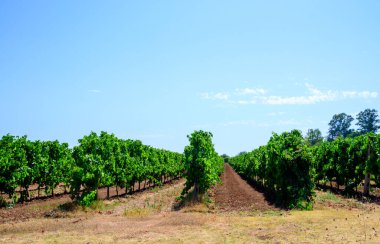 Castelli Romani, Lazio, İtalya 'daki üzüm bağlarında yeşil üzüm bitkileriyle dolu sıralar