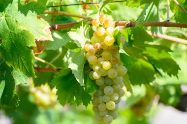 İtalya 'nın güneyinde Campania' da üzüm bağlarında yetişen olgun beyaz üzümler beyaz şarap yapımında kullanılır.
