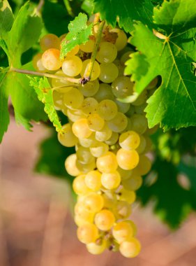 İtalya 'nın güneyinde Campania' da üzüm bağlarında yetişen olgun beyaz üzümler beyaz şarap yapımında kullanılır.