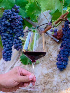 Profesyonel şarap tatma, kırmızı şaraplı bardak ve yazın Lazio, İtalya 'daki üzüm bağlarında olgunlaşmış üzüm.