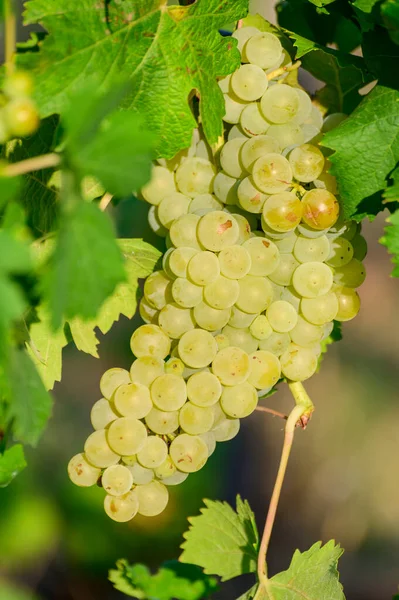 イタリア南部のカンパニアのブドウ畑で栽培されている熟した白いブドウは 白ワインを閉じるために使用されます — ストック写真