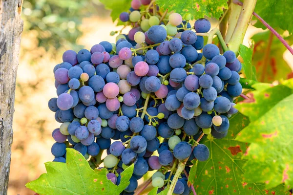 意大利南部坎帕尼亚葡萄园上生长着成熟的红葡萄 用来制作红葡萄酒 — 图库照片