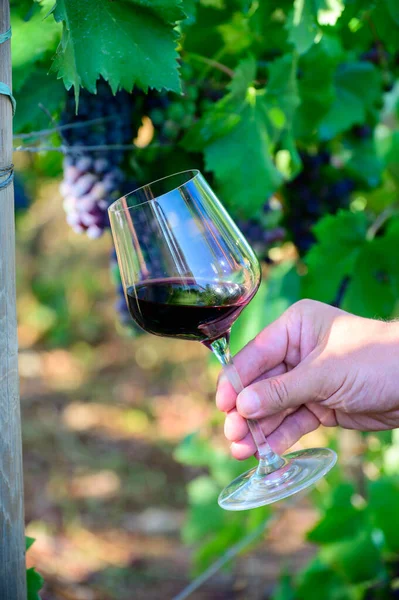 Professional wine tasting on winery, glass with dry red wine and ripe grapevine on vineyards in Lazio, Italy in summer