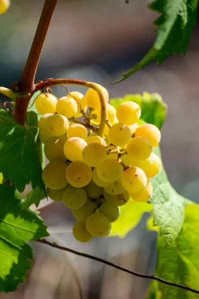 Uvas Brancas Maduras Que Crescem Vinhas Campânia Sul Itália Usadas — Fotografia de Stock