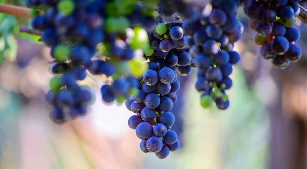 Reife Rote Trauben Wachsen Auf Weinbergen Kampanien Süditalien Aus Denen — Stockfoto