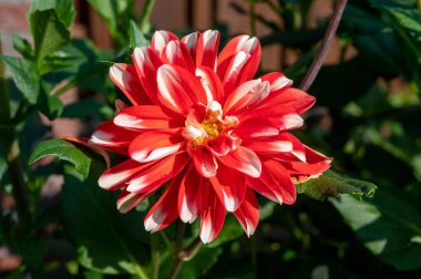 Bahçede açan beyaz-kırmızı yıldız çiçekleri. Yaklaş.