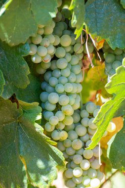 AOC Luberon dağlarının üzüm bağları Apt yakınlarında kırmızı kil toprak, beyaz şarap üzümü, Vaucluse, Provence, Fransa
