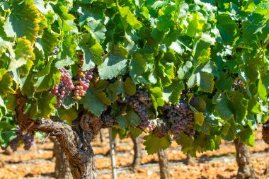 AOC Luberon dağlarının bağları Apt yakınlarında kırmızı kil toprak, Vaucluse, Provence, Fransa 'da yetişen eski üzüm gövdeleri ile. Kırmızı veya gül şarabı üzümü hasat etmeye hazır..