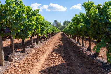 Vineyards of AOC Luberon mountains near Apt with old grapes trunks growing on red clay soil, Vaucluse, Provence, France clipart