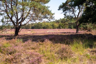 Kuzey Brabant 'ın yeşil akciğeri, Eylül ayında Kempen Ormanı, Hollanda