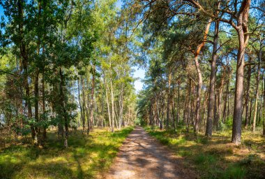 Kuzey Brabant 'ın yeşil akciğeri, Eylül ayında Kempen Ormanı, Hollanda
