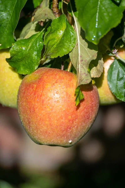 Μεγάλα Γλυκά Μήλα Που Ωριμάζουν Στο Δέντρο Οπωρώνες Κοντά — Φωτογραφία Αρχείου