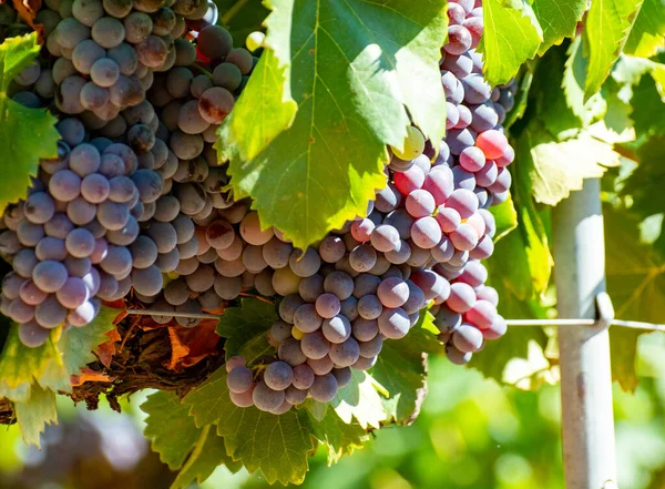 Vigneti Aoc Luberon Montagne Vicino Apt Con Vecchi Tronchi Uva — Foto Stock