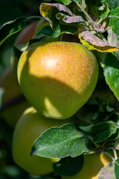 Grandes Manzanas Dulces Braeburn Maduración Árbol Huerto Frutas Cerca — Foto de Stock